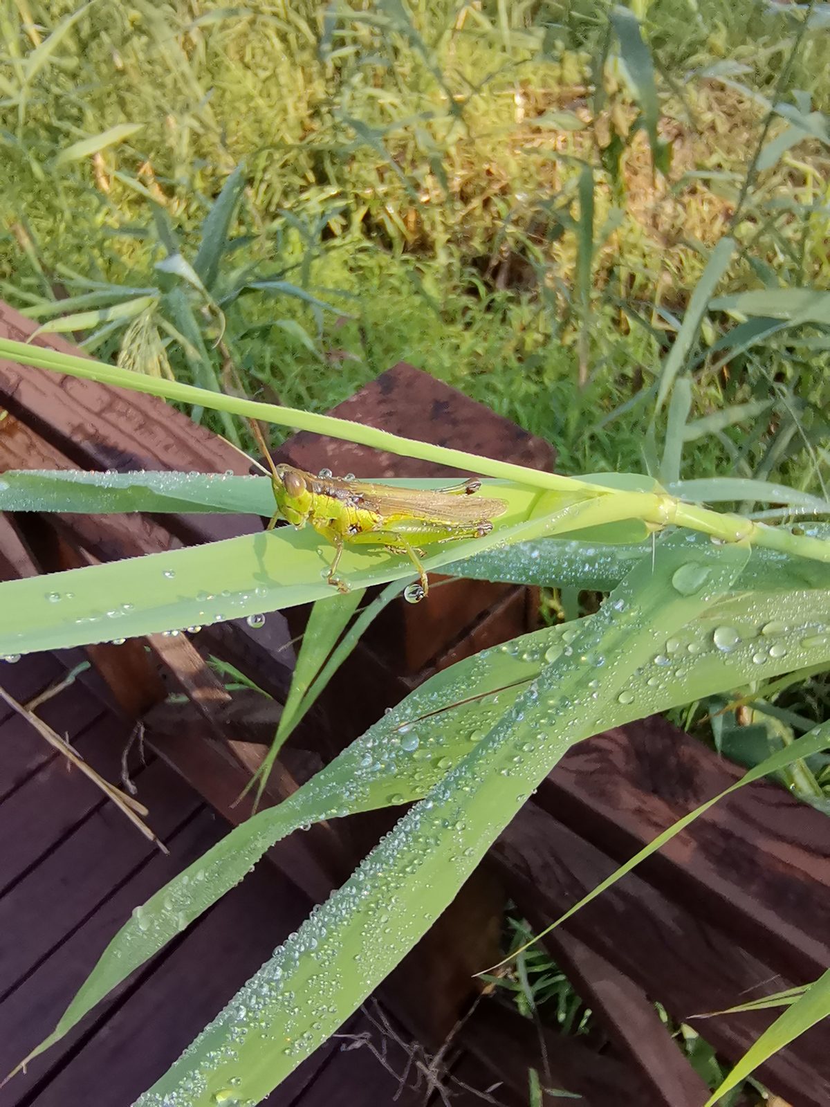 芦苇叶上的蚂蚱,和我们小时候的玩具