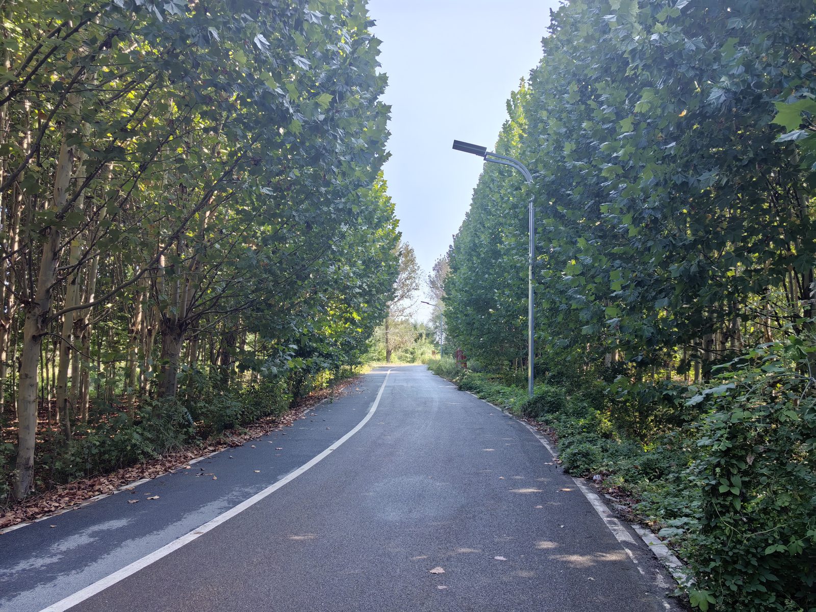 保安大哥指的小路,两边郁郁葱葱