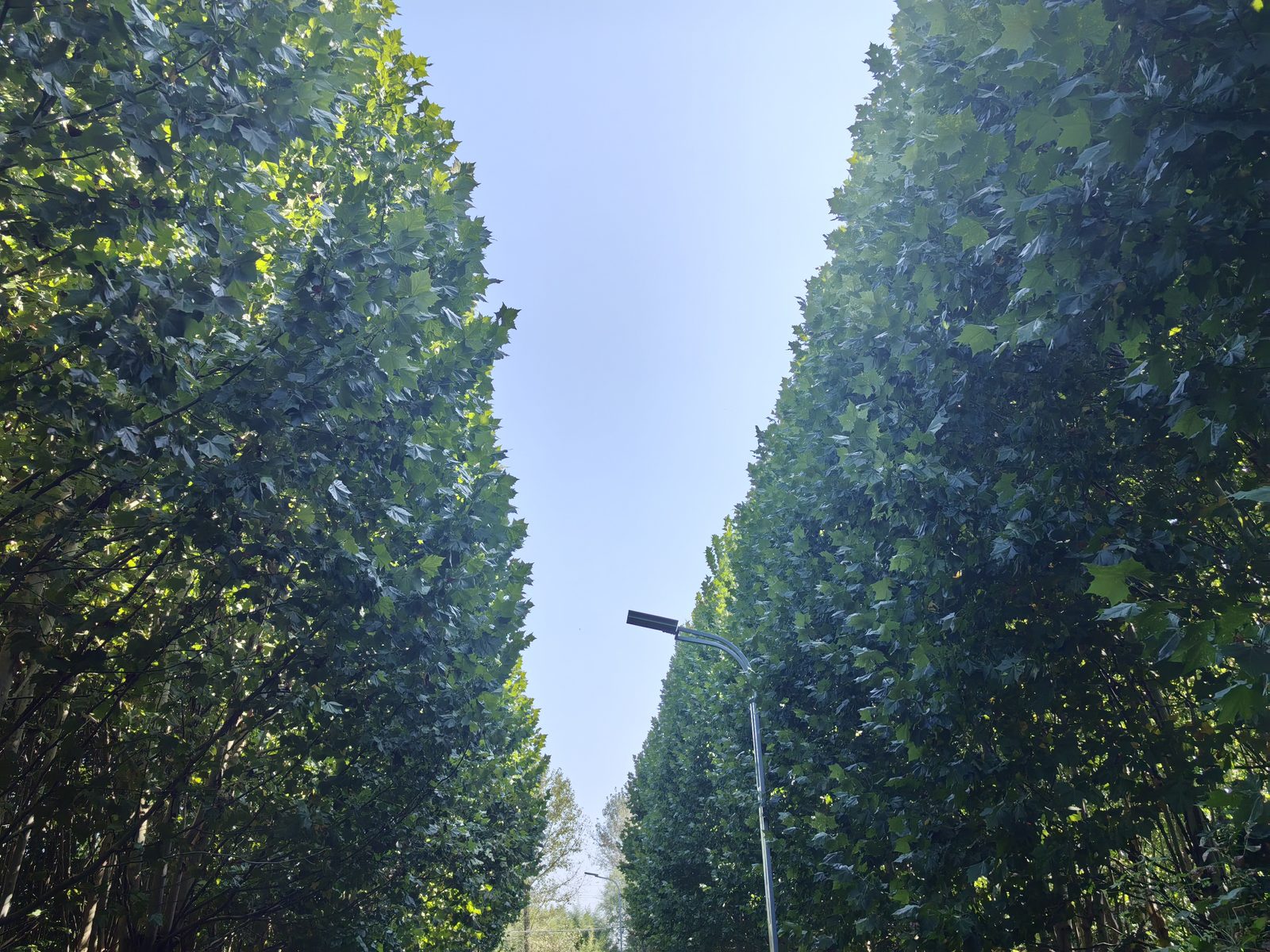 路两边的梧桐,把天都遮住了
