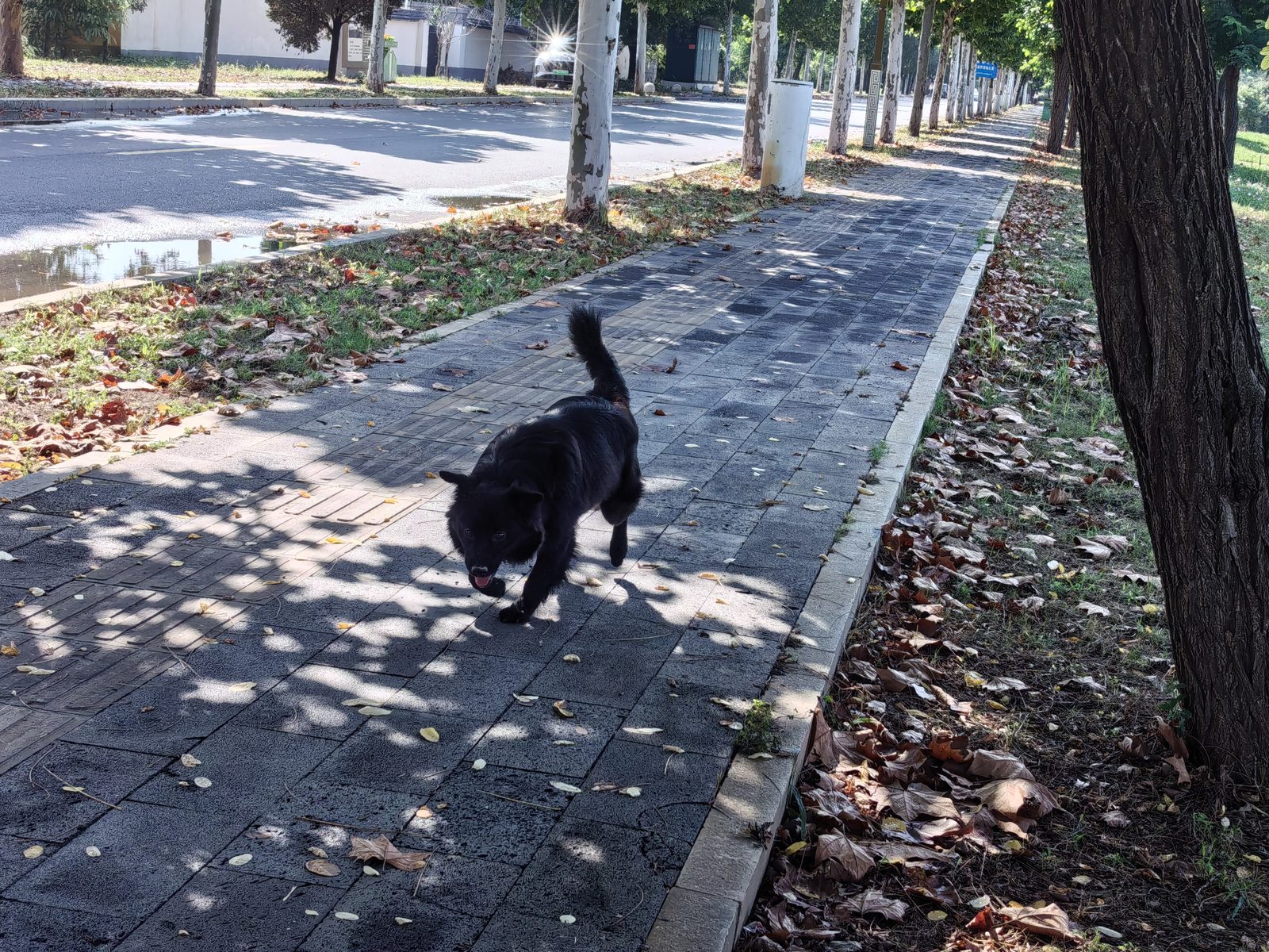路边遇到的小黑狗,它倒是没迷路